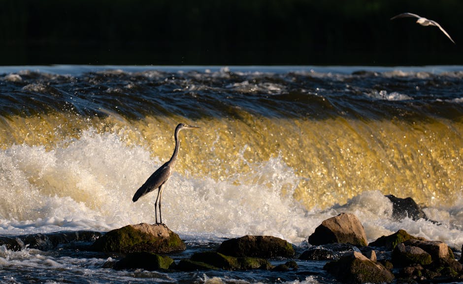 pexels-photo-25961394